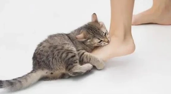 My cat keeps biting me in the middle of the night. Does it want me to get up and play with it?