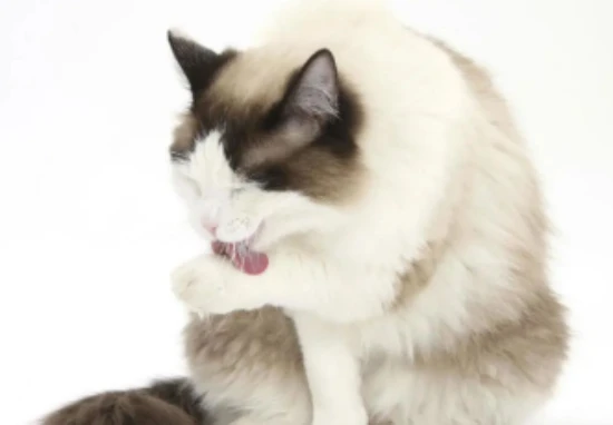 Surely everyone knows these cat-raising tips, right?