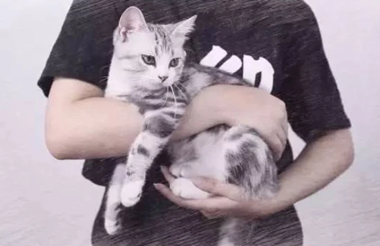 How to hold a cat without it resisting?