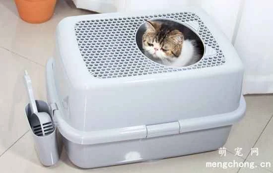 What should I do if my pet cat doesn't want to use the litter box?