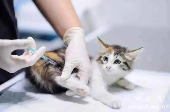 What is the triple vaccine for pet cats? When should they be vaccinated?