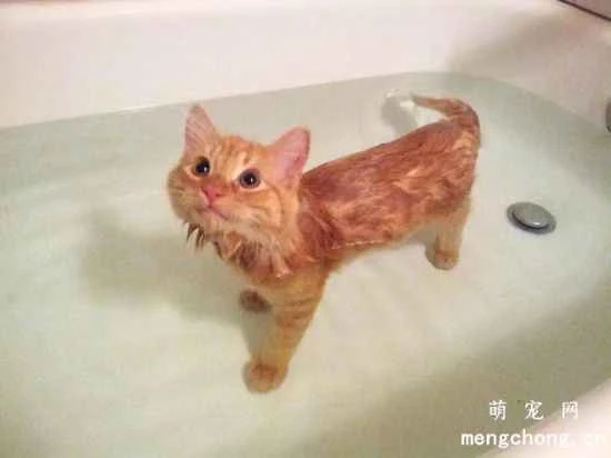 What to do if your cat strongly opposes bathing with water? How to dry clean a short-haired cat.