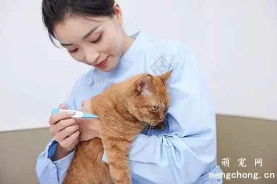 How do you measure a cat's temperature and pulse?
