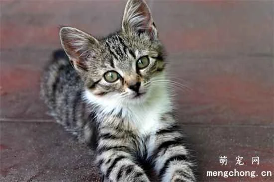 What should you pay attention to regarding your cat's diet? What foods should cats not eat?