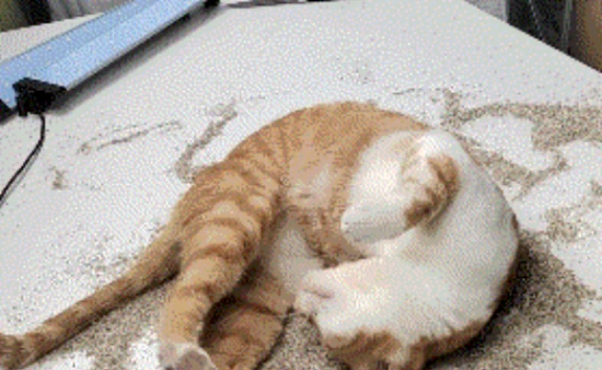 为什么猫咪喜欢在猫砂盆打滚，这是啥情况？