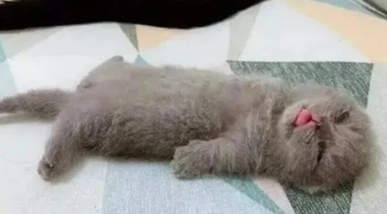 Is my cat sick if it keeps sleeping?