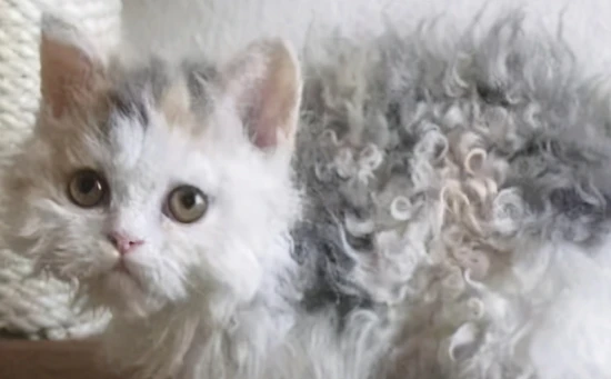 How to prevent cats from shedding