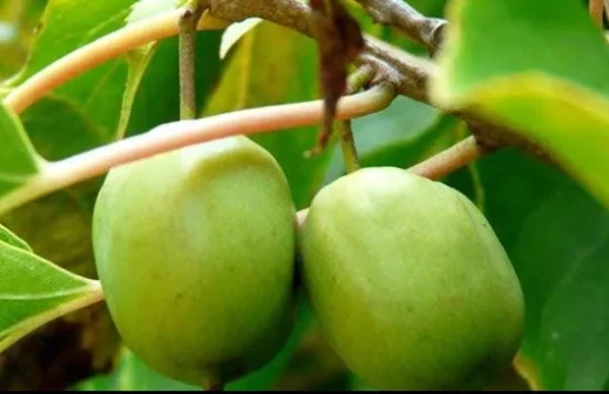 What are the uses of cats for *Polygonum hydropiper*?