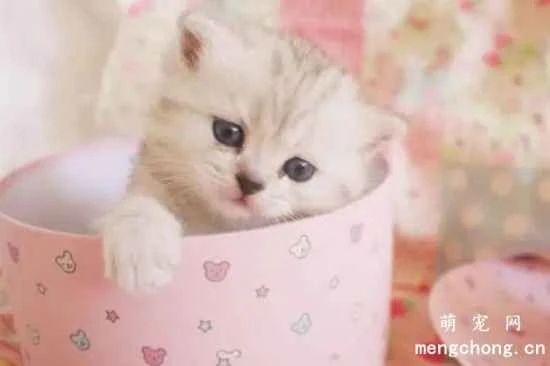 Teacup cat care tips