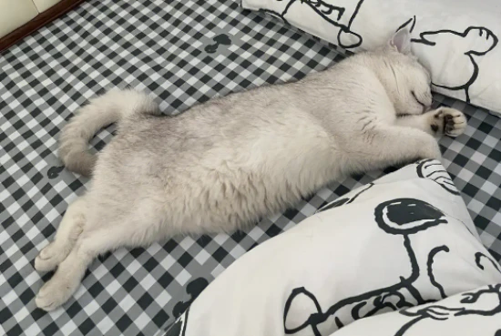 What gifts to give to girls who own cats?