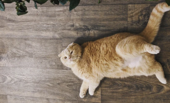 Will owning a cat ruin your fortune?