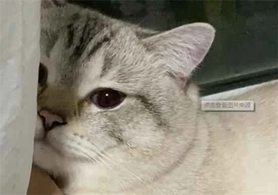 Having owned a cat for so long, do you know how to read your cat's mood?