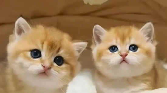 Is it normal for kittens to have eye discharge every day?