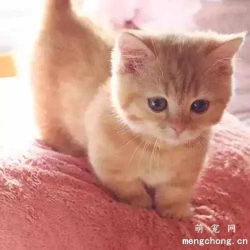 Should you put your cat in a cage when leaving it alone at home?