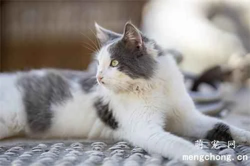 5 Tips to Make Your Cat Love Cat Litter Easy