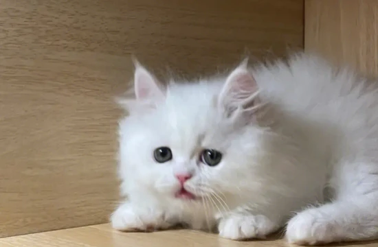 Are gardenias poisonous to cats?