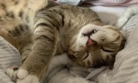 Why does my cat keep meowing and wanting to come into the bedroom at night?