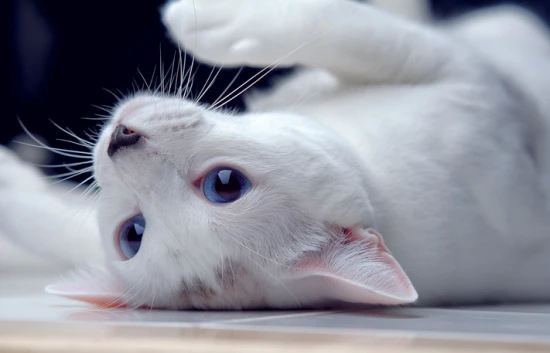 Is it better to keep a cat on the first floor or the top floor?