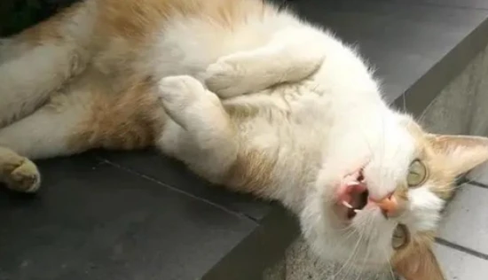 Have you noticed these 6 behaviors your cat exhibits when it's sad?