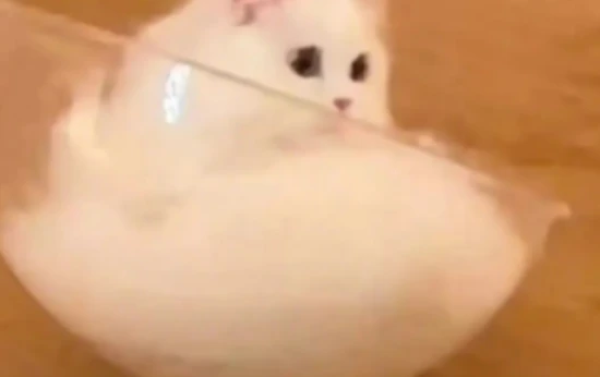 悄悄告诉你，猫咪见到你就“躺下打滚”，不止是爱你！