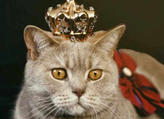 What kinds of cats are there in the UK? Do you know?