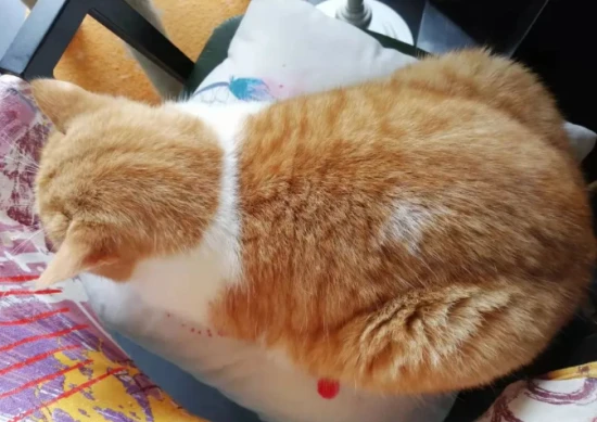 高情商的猫咪会有哪些行为表现