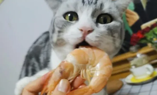 Why do cats vomit after eating shrimp?
