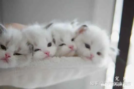 Is it okay for cats to eat both adult cat food and kitten food?