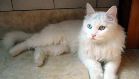 Why do people prefer cats to dogs? Ten reasons will tell you. 为什么大家更喜欢猫,而不是选择养狗?十个理由告诉你