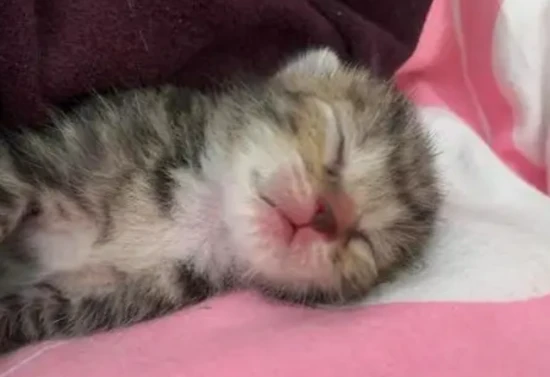 How to feed a kitten whose eyes are not yet open?