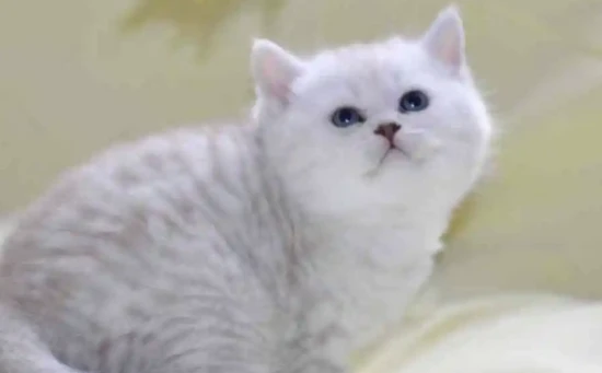 Girls shouldn't sleep with cats