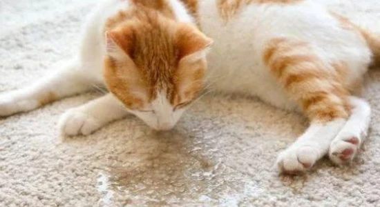 If I don't let the cat into the bedroom, it will urinate at the door.