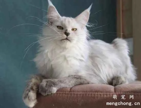Maine Coon CFA Scoring Standards