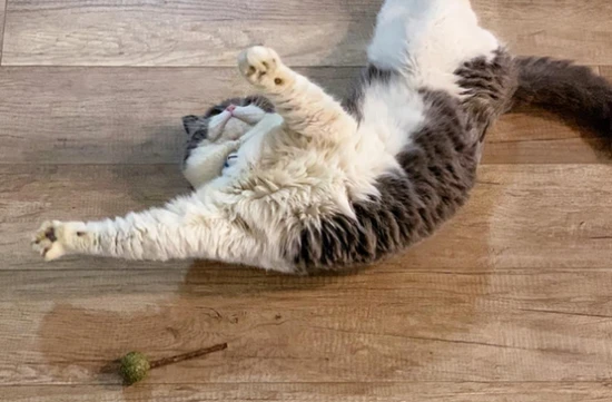 What does it mean when a cat rolls around and rubs its head on the ground?