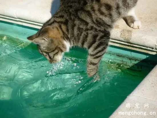 Why do cats like to drink dirty water?