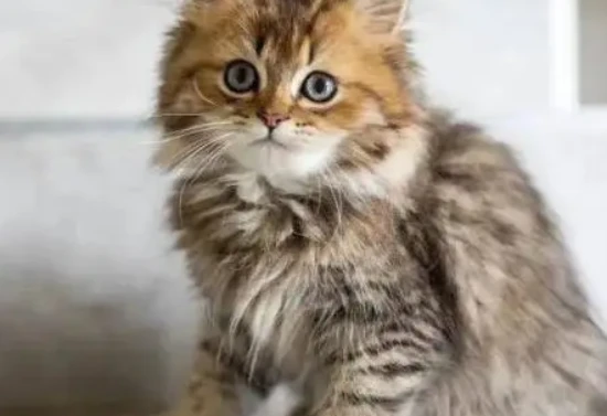 How to tell a cat's age