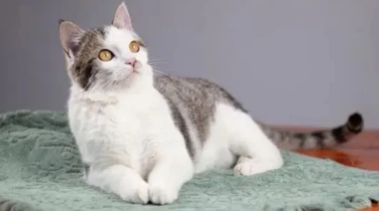 养猫家里有绿萝？别担心，让它们和谐共处！