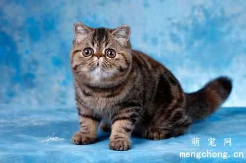 What to do if your cat has a bad temper? How to make your cat like you?