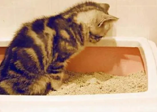 What should I do if my cat used to bury its poop but doesn't anymore?