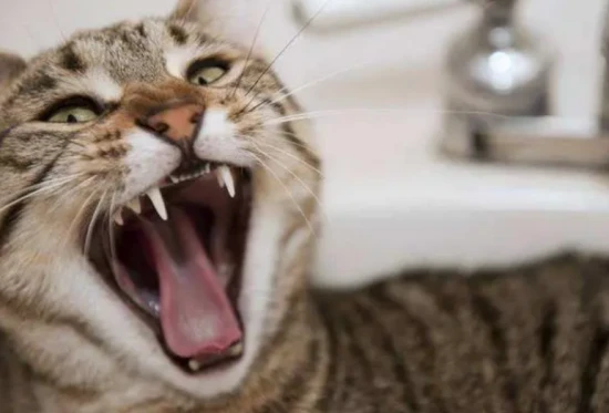 Do cats have rabies?