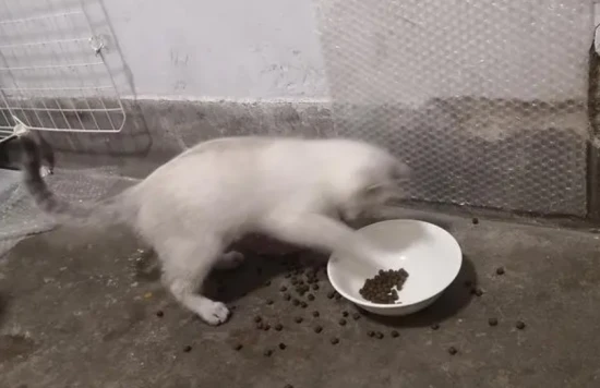 Why do cats always leave a little bit of food in their bowls and not eat it?