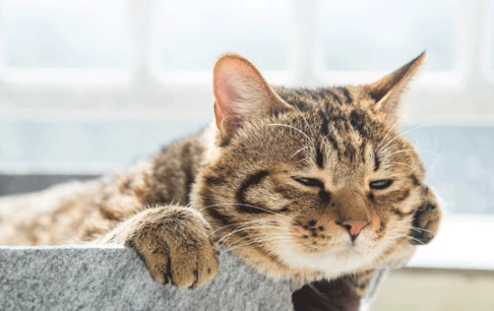 Is dreaming of a cat a good or bad omen?