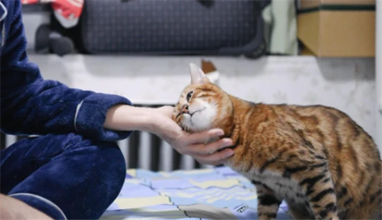 Reasons why men don't keep cats