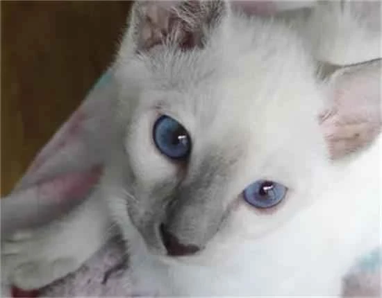 Cat with violet eyes