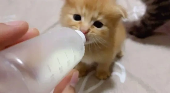 What to do if your kitten won't eat? Expert guidance to help you solve your cat's loss of appetite.