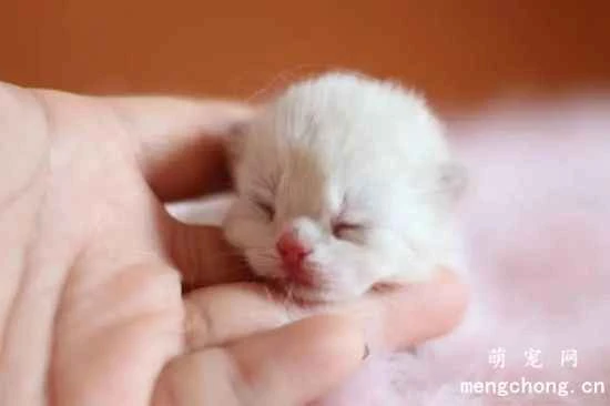 Can kittens be fed goat milk?