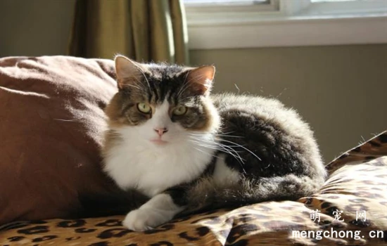 Basic knowledge about feline heart health that every cat owner must know.