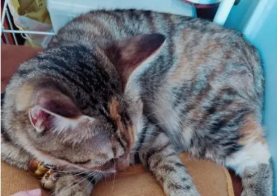 What to do if your parents disagree with having a cat?