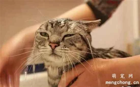 Do short-haired cats always need to be bathed?