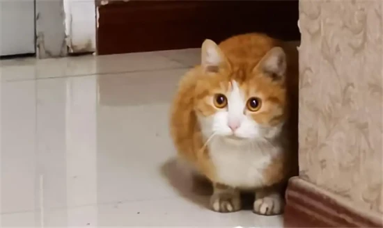 What kind of person is a girl who is afraid of cats?